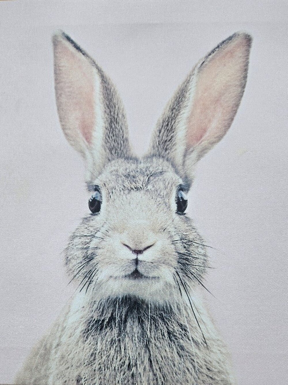 Set of 2 Rabbit Wall Decor Pictures